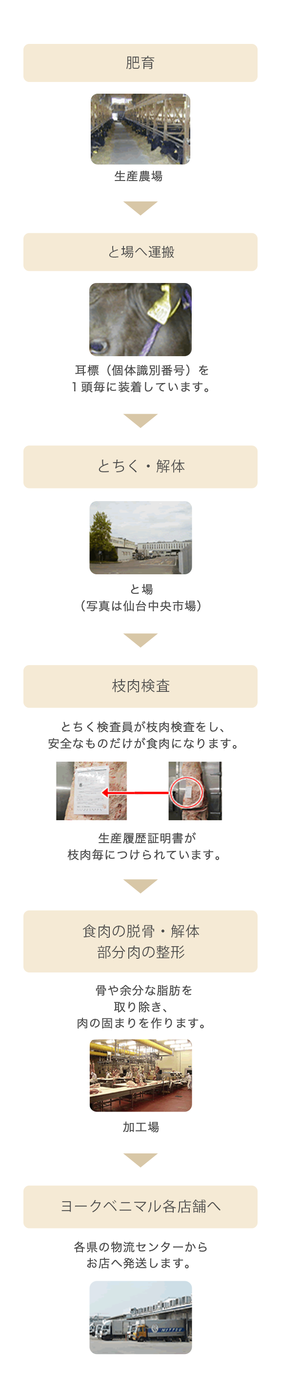 飼育から発送までの流れ